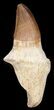 Rooted Mosasaur Tooth - Morocco #38173-1